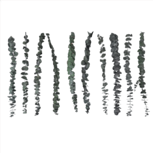 10Pack Natural Dried Eucalyptus Bundle,Preserved Fresh Eucalyptus