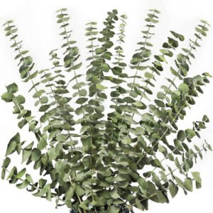 12Pcs Dried Eucalyptus Branches Greenery Stems,17 Inch 100% Real