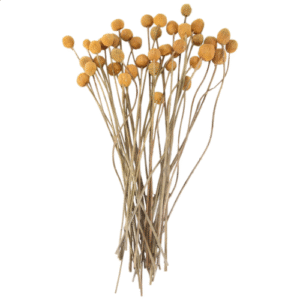 40Pcs Dried Craspedia Flowers Button Balls