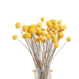 40pcs Dried Craspedia Flowers Dried Billy Button Balls Flowers,dried Flower Bouquet For Arrangement