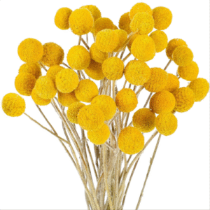 48 Pcs Dried Flowers Dried BillyBalls Dried Craspedia Flowers