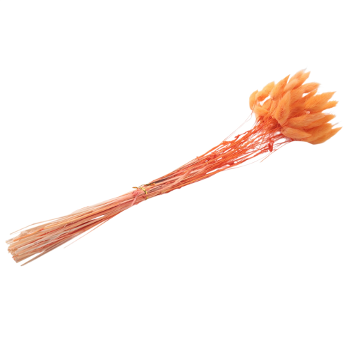 60pcs-fall-dried-flowers-bunny-lagurus-ovatus-tail-grass-for-floralorange.png