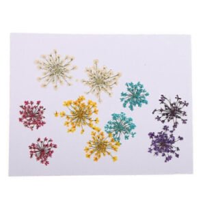 (As show, One size) Beautiful Real Dried Pressed Flowers Dry Leaves Flower Ammi majus for Art Craft